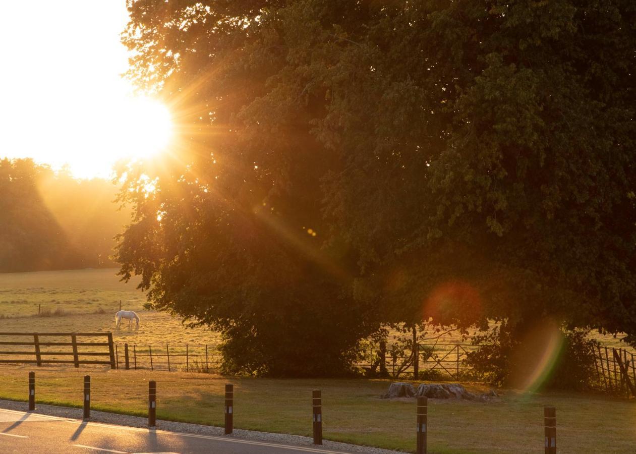 Castlemartyr Resort Hotel Экстерьер фото The Oak of the Witches